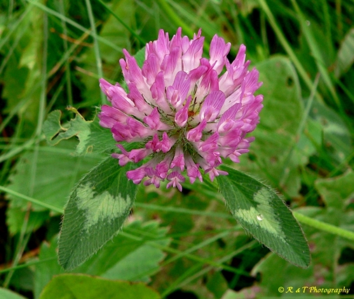{Trifolium pratense}